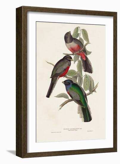 Elegant Trogons V-John Gould-Framed Art Print