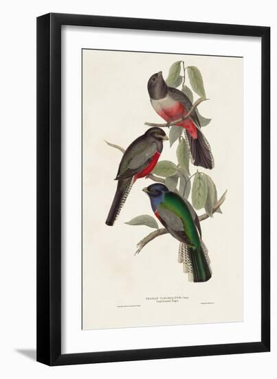 Elegant Trogons V-John Gould-Framed Art Print