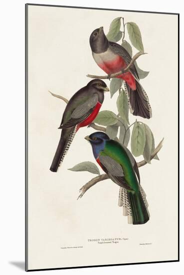 Elegant Trogons V-John Gould-Mounted Art Print