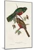 Elegant Trogons VI-John Gould-Mounted Art Print