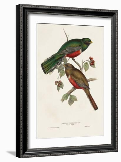 Elegant Trogons VI-John Gould-Framed Art Print