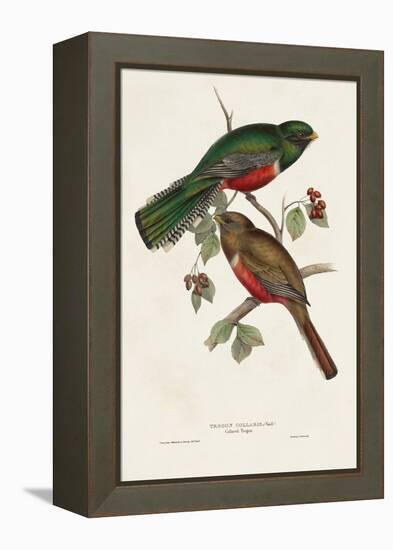 Elegant Trogons VI-John Gould-Framed Stretched Canvas