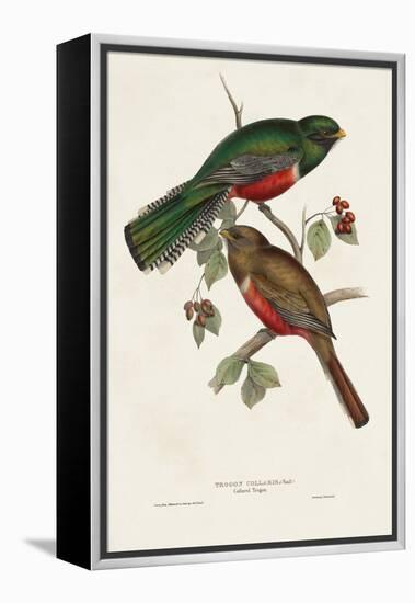 Elegant Trogons VI-John Gould-Framed Stretched Canvas