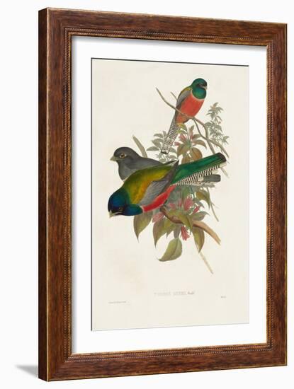 Elegant Trogons VII-John Gould-Framed Art Print