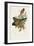 Elegant Trogons VII-John Gould-Framed Art Print