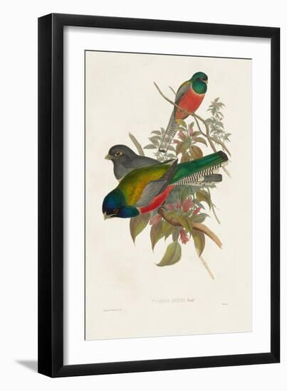 Elegant Trogons VII-John Gould-Framed Art Print