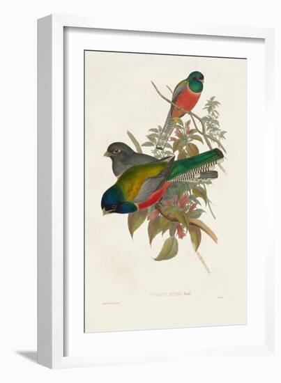 Elegant Trogons VII-John Gould-Framed Art Print