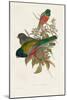 Elegant Trogons VII-John Gould-Mounted Art Print