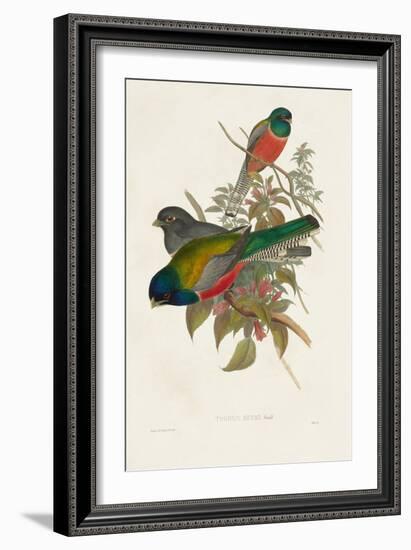 Elegant Trogons VII-John Gould-Framed Art Print