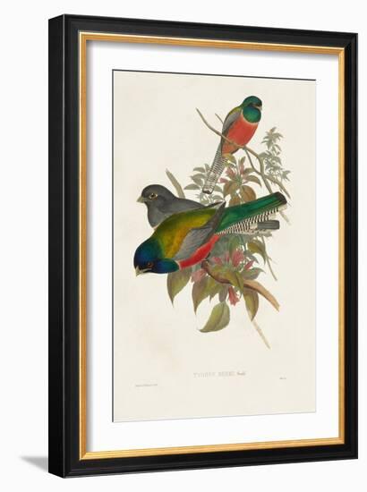 Elegant Trogons VII-John Gould-Framed Art Print