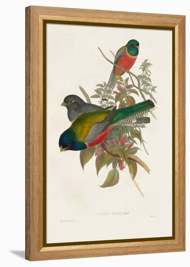 Elegant Trogons VII-John Gould-Framed Stretched Canvas