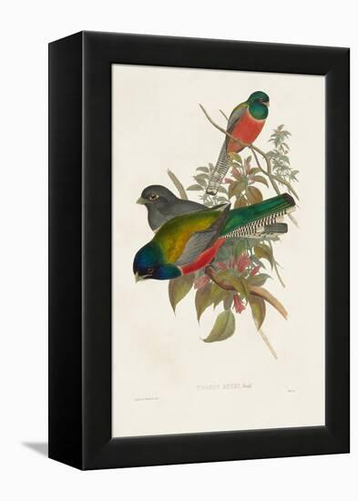 Elegant Trogons VII-John Gould-Framed Stretched Canvas