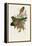 Elegant Trogons VII-John Gould-Framed Stretched Canvas