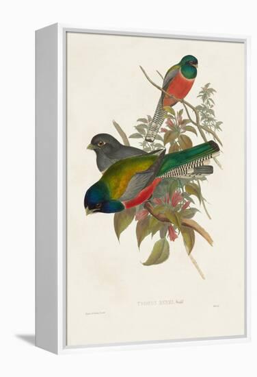 Elegant Trogons VII-John Gould-Framed Stretched Canvas