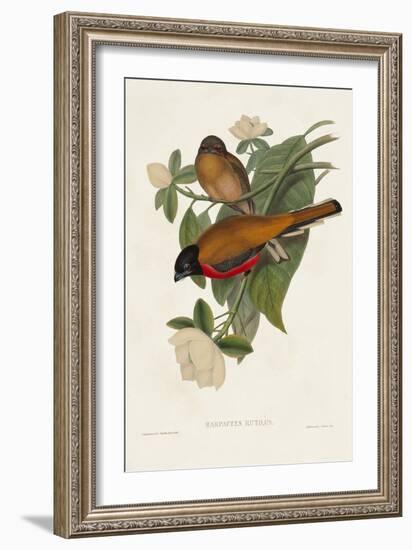 Elegant Trogons VIII-John Gould-Framed Art Print