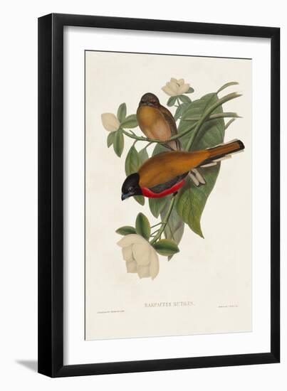 Elegant Trogons VIII-John Gould-Framed Art Print