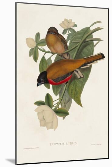 Elegant Trogons VIII-John Gould-Mounted Art Print