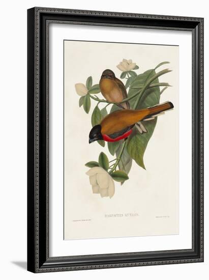 Elegant Trogons VIII-John Gould-Framed Art Print
