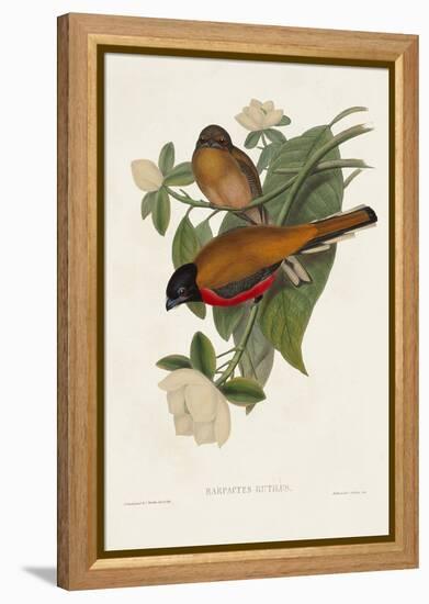 Elegant Trogons VIII-John Gould-Framed Stretched Canvas