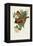 Elegant Trogons VIII-John Gould-Framed Stretched Canvas