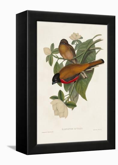 Elegant Trogons VIII-John Gould-Framed Stretched Canvas
