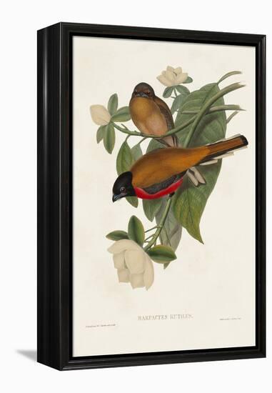 Elegant Trogons VIII-John Gould-Framed Stretched Canvas