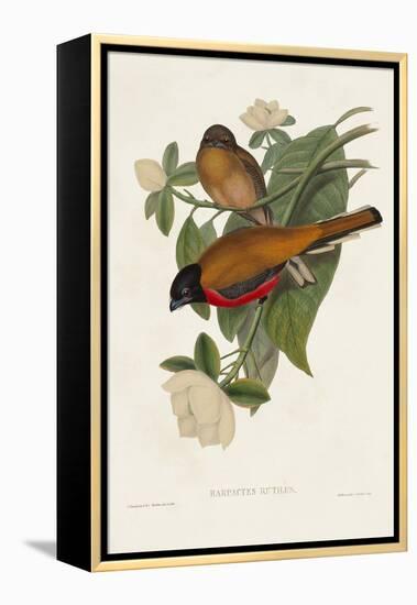 Elegant Trogons VIII-John Gould-Framed Stretched Canvas