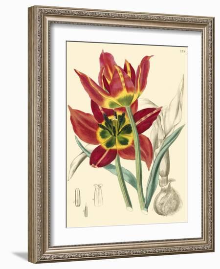 Elegant Tulips I-null-Framed Art Print