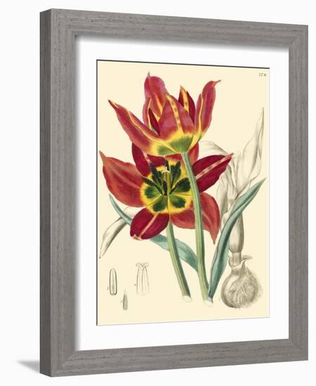 Elegant Tulips I-null-Framed Art Print