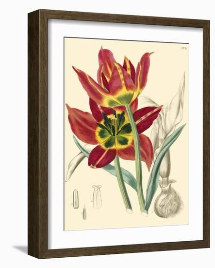 Elegant Tulips I-null-Framed Art Print