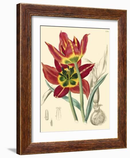 Elegant Tulips I-null-Framed Art Print