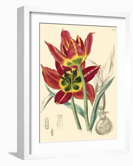 Elegant Tulips I-null-Framed Art Print