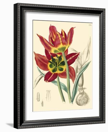 Elegant Tulips I-null-Framed Art Print