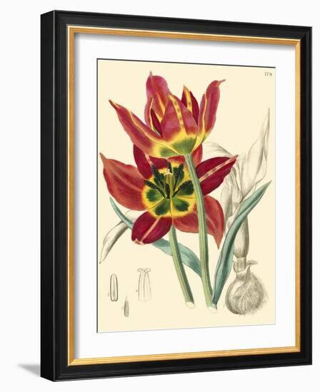 Elegant Tulips I-null-Framed Art Print