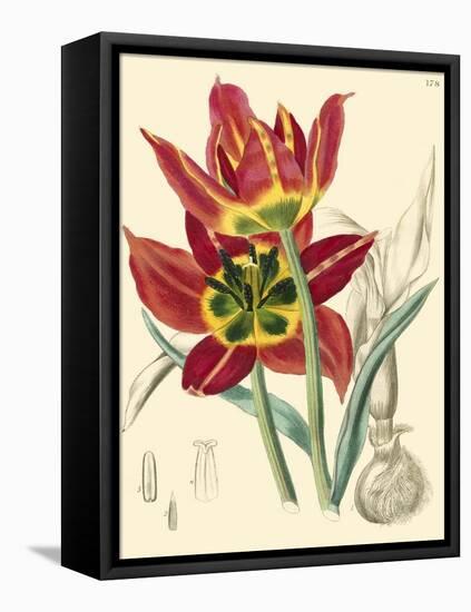 Elegant Tulips I-null-Framed Stretched Canvas