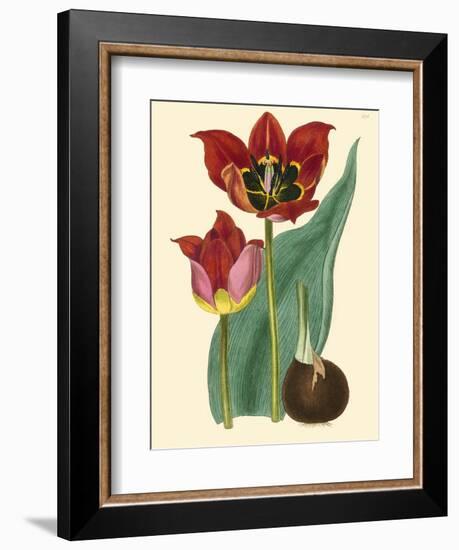 Elegant Tulips II-null-Framed Art Print