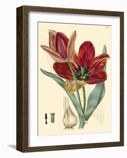 Elegant Tulips V-null-Framed Art Print