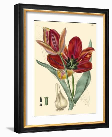 Elegant Tulips V-null-Framed Art Print