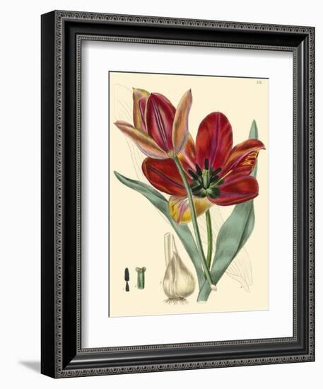 Elegant Tulips V-null-Framed Art Print