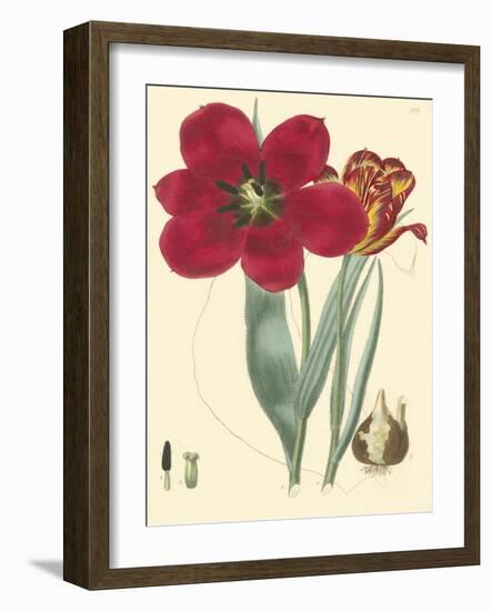 Elegant Tulips VI-null-Framed Art Print
