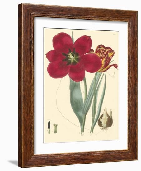 Elegant Tulips VI-null-Framed Art Print