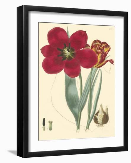 Elegant Tulips VI-null-Framed Art Print