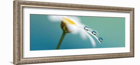 Elegant-Heidi Westum-Framed Photographic Print