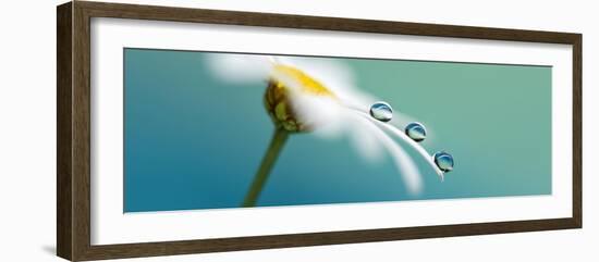 Elegant-Heidi Westum-Framed Photographic Print