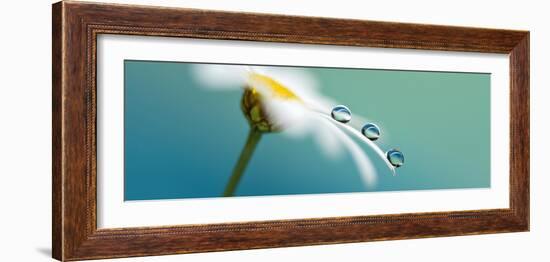 Elegant-Heidi Westum-Framed Photographic Print