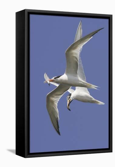 Elegnat Terns in Flight with Fish in their Bills-Hal Beral-Framed Premier Image Canvas