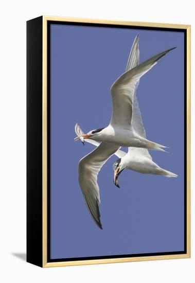 Elegnat Terns in Flight with Fish in their Bills-Hal Beral-Framed Premier Image Canvas