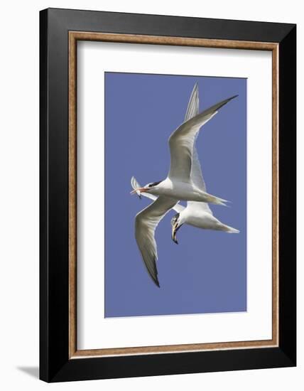 Elegnat Terns in Flight with Fish in their Bills-Hal Beral-Framed Photographic Print