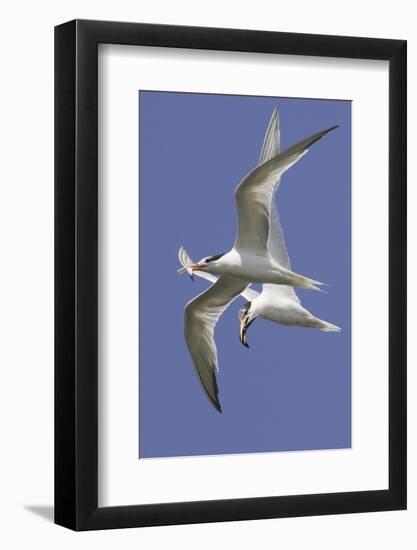 Elegnat Terns in Flight with Fish in their Bills-Hal Beral-Framed Photographic Print