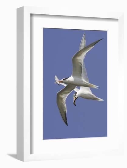 Elegnat Terns in Flight with Fish in their Bills-Hal Beral-Framed Photographic Print